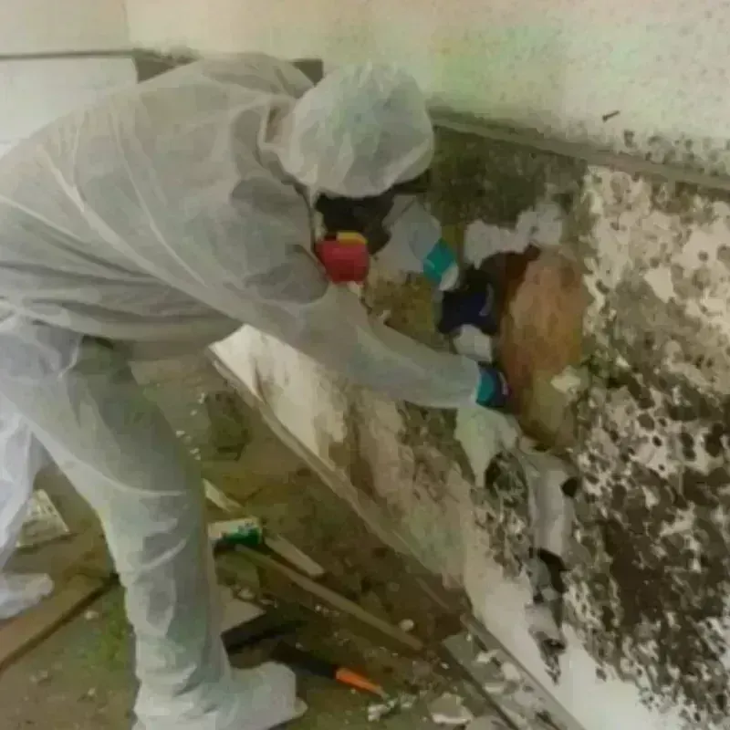 Mold Remediation and Removal in Manchester, NY